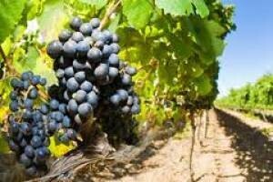 Obrana polovica vinograda