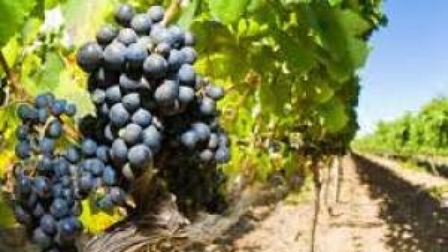 Obrana polovica vinograda