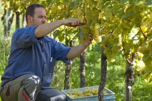 Berba grožđa: Pesma ili težak rad i kako je nastalo tokajsko vino?