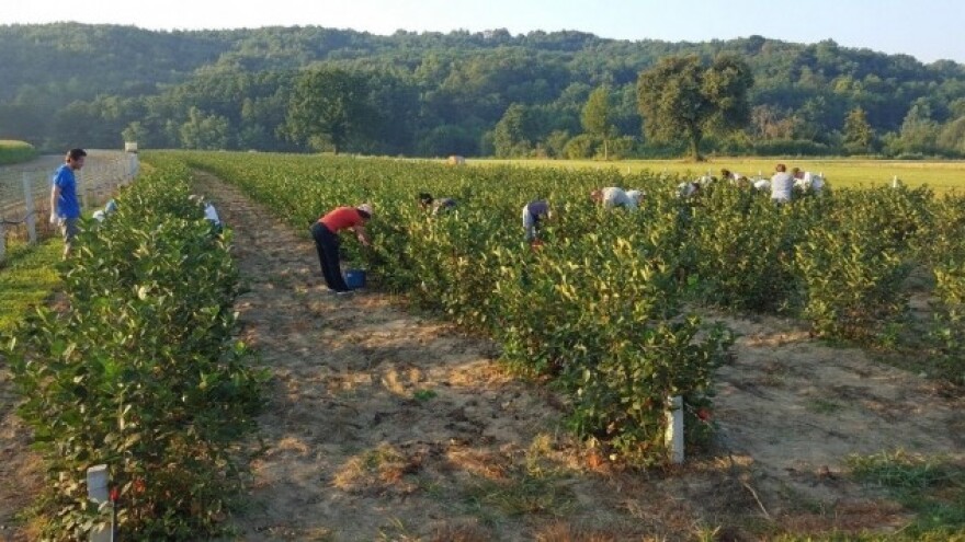 Stolni tenis zamijenio uzgojem aronije