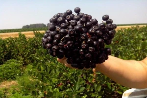 Kako je ove godine ubrana aronija?