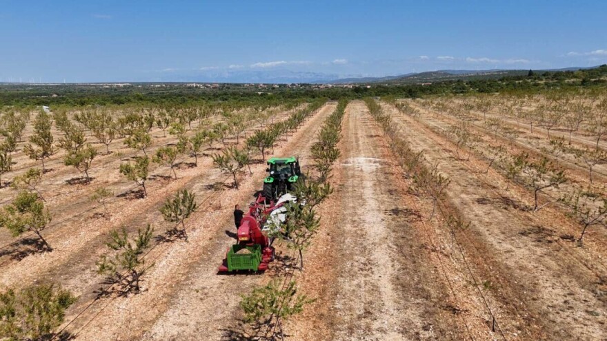 Benkovac dominira: Ova tvrtka ima tri puta više badema od najbližeg konkurenta