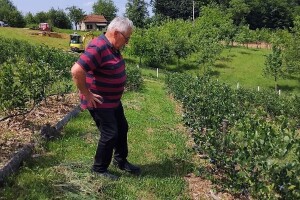 Kreće nikad ranija berba borovnica, ovo su cijene o kojima se nagađa
