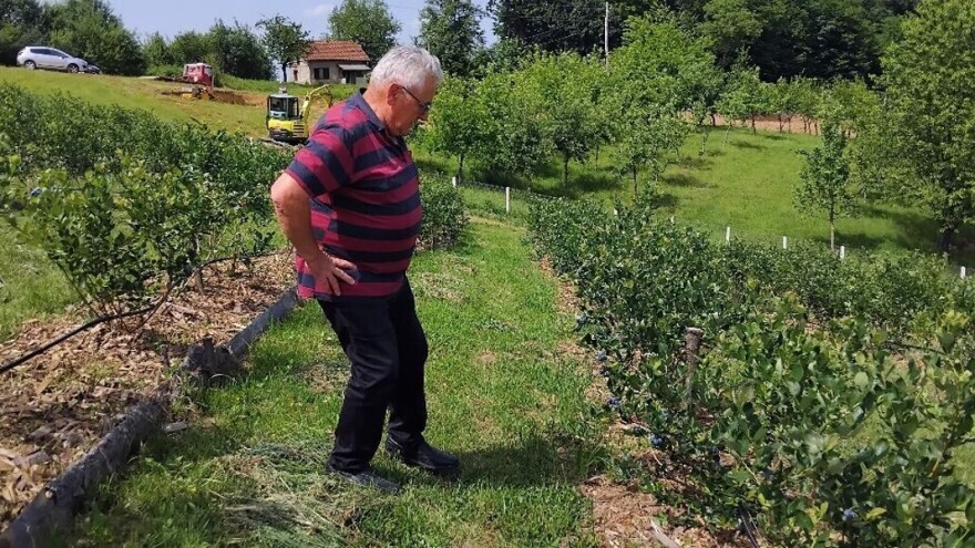Kreće nikad ranija berba borovnica, ovo su cijene o kojima se nagađa