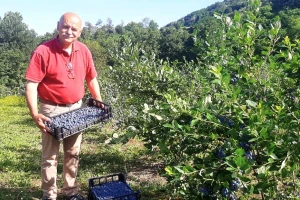 Kiselo zemljište i slobodan sistem uzgoja - za 700 dinara po kilogramu borovnica