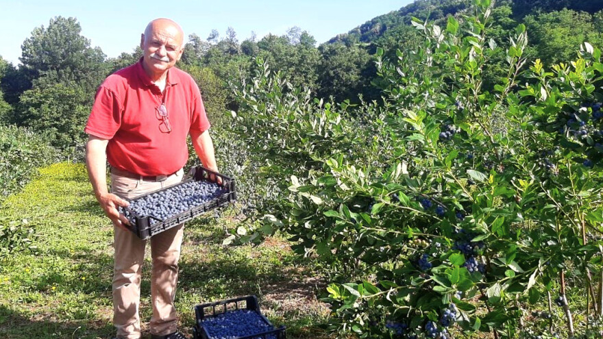 Kiselo zemljište i slobodan sistem uzgoja - za 700 dinara po kilogramu borovnica