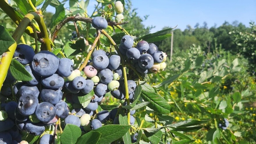 Dani borovnice u Crnoj Travi naredna dva dana