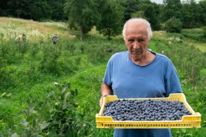 Počela berba borovnica: Poznate i otkupne cijene