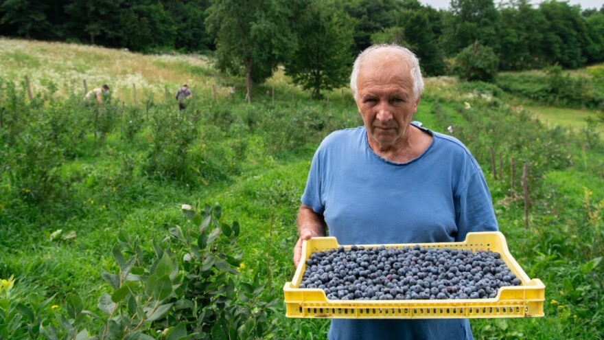 Počela berba borovnica: Poznate i otkupne cijene