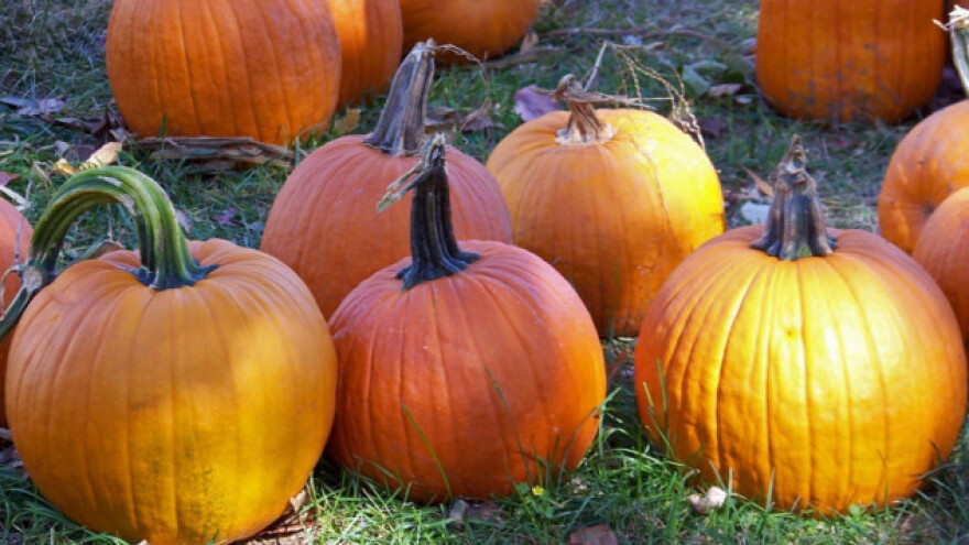 Kako brati i čuvati kraljicu jeseni - bundevu?