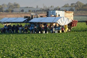 Berba im zavisi od migranata - Italija traži najmanje 200.000 radnika