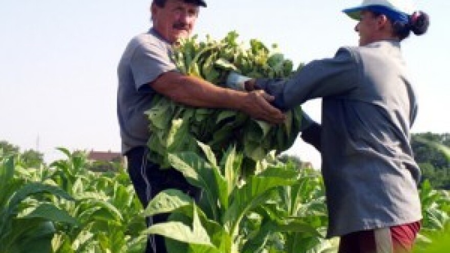 Zaustavljen trend pada površina pod duhanom