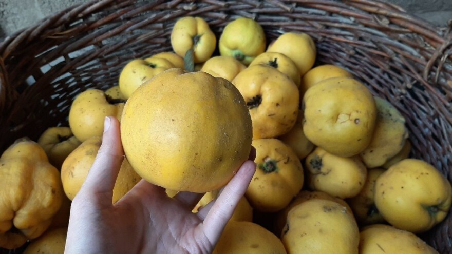 Berba dunje: Ni prekasno ni prerano?