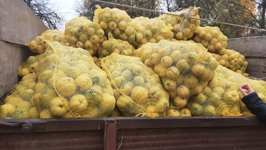 Šta je sulc i kakvi su prinosi dunje u Timočkoj krajini?