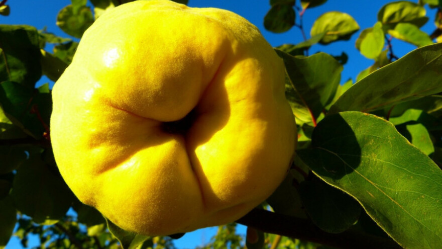 Berba dunja zavisi od namene