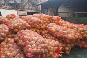 Bilans ovogodišnje proizvodnje dunje: Prinosi smanjeni, kvalitet zadovoljavajući