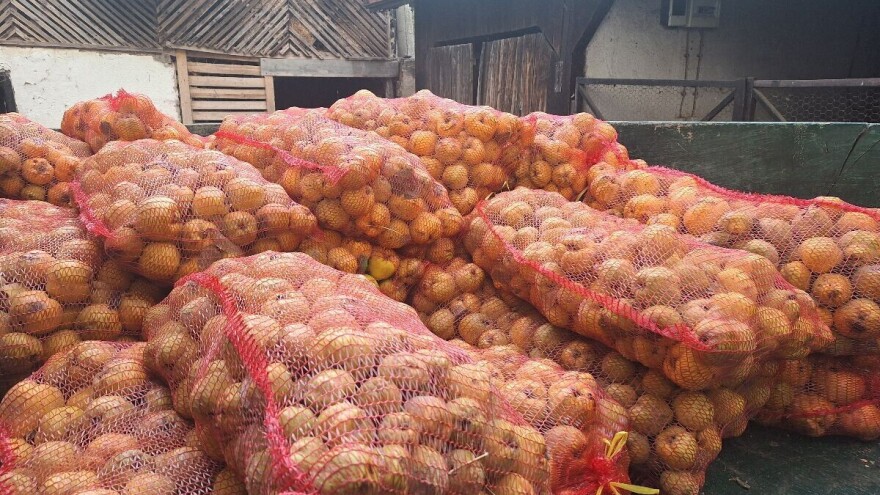 Bilans ovogodišnje proizvodnje dunje: Prinosi smanjeni, kvalitet zadovoljavajući