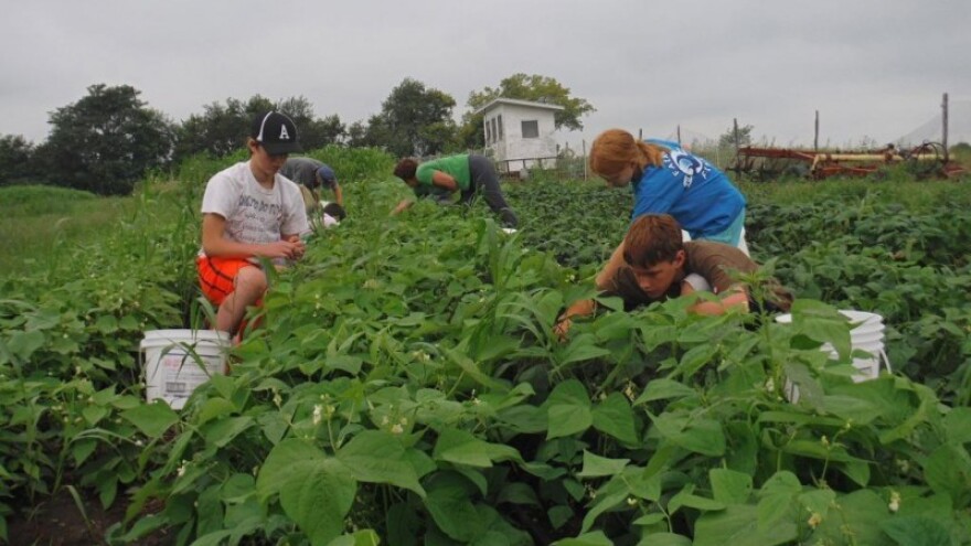 OPG Laptoš dijeli grah svima koji ga žele ubrati
