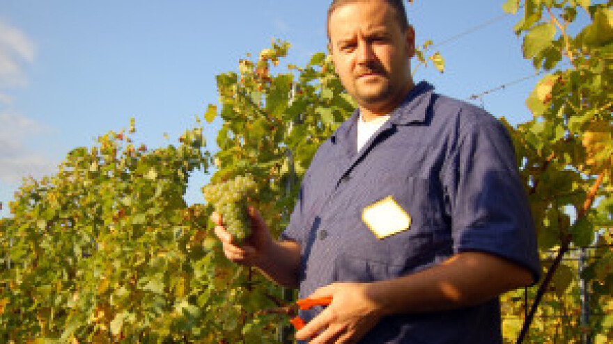 Započela selektivna berba grožđa u BiH