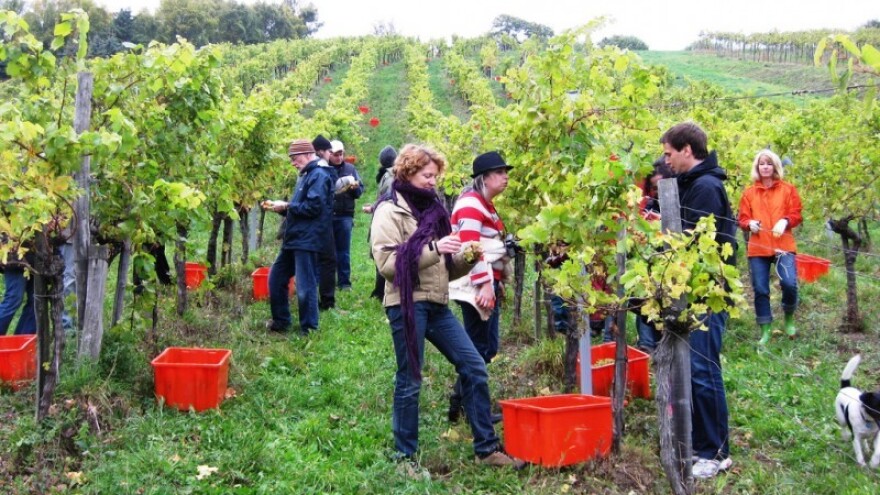 Sve manje sezonskih berača među čokotima!