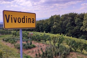 Vinogradari Vivodine izgubili dio prinosa ranih sorata, ali se uzdaju u frankovku i graševinu