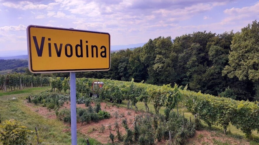 Vinogradari Vivodine izgubili dio prinosa ranih sorata, ali se uzdaju u frankovku i graševinu