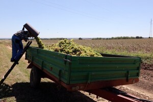 Predstavljen novi okvir mjera potpora za vinski sektor EU