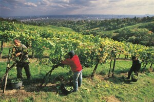 Beč okružen vinogradima - ima jedan i u samom centru grada