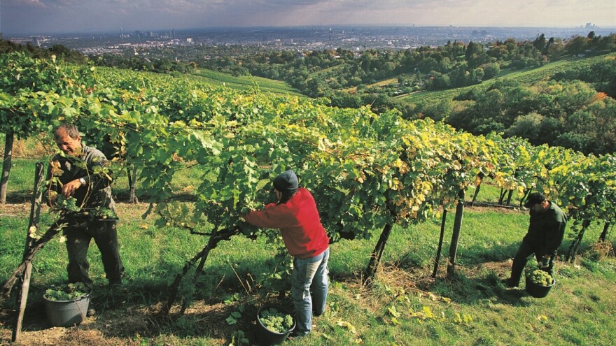 Beč okružen vinogradima - ima jedan i u samom centru grada