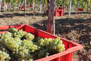 Rujanske čarolije u baranjskom, podravskom i zadarskom vinogorju