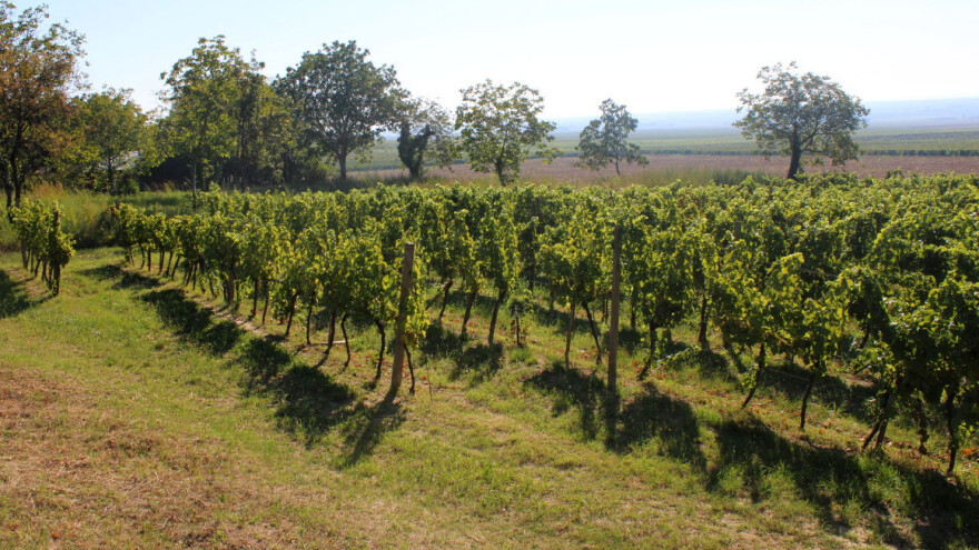 Tip operacije 4.1.1: Na vrijeme dostavite tehnološke projekte/elaborate za potporu