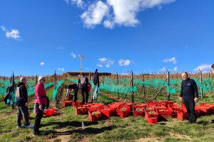 Samo u Tomislavgradu: Nemaju vinogorje, ali vinom pariraju svjetskom kvalitetu