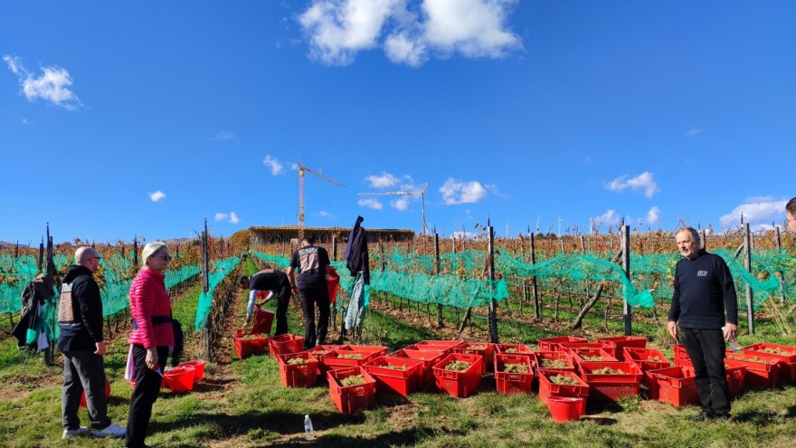 Samo u Tomislavgradu: Nemaju vinogorje, ali vinom pariraju svjetskom kvalitetu