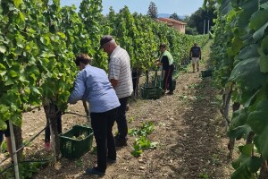 Turisti žele upoznati običaje lokalaca - Hercegovci će ih uključiti u berbe?