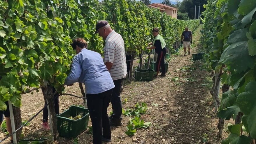 Turisti žele upoznati običaje lokalaca - Hercegovci će ih uključiti u berbe?