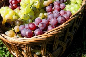 Berbena zabava i Dani vina