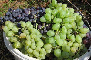 I ove godine vrhunska crna vina