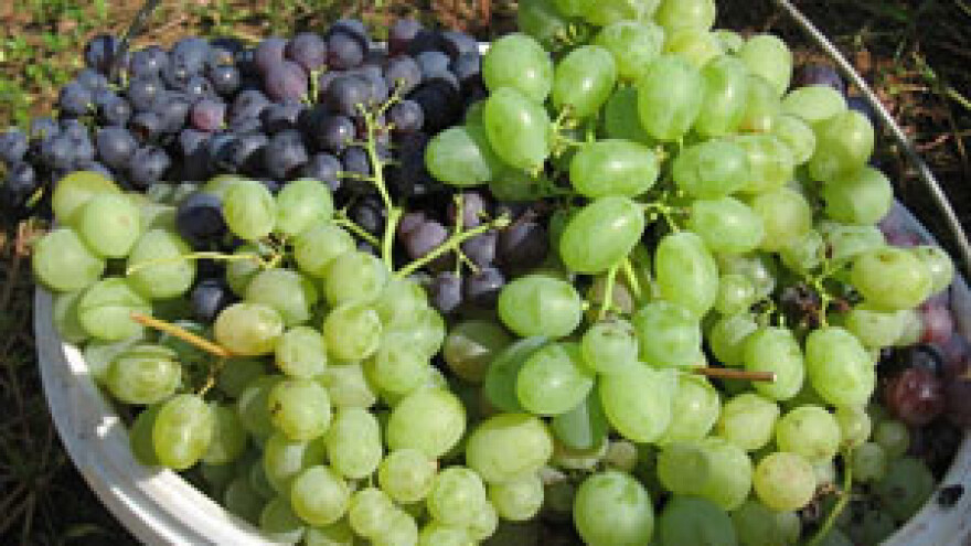 I ove godine vrhunska crna vina