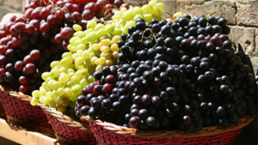 Prva berba grožđa u ekovinogradu Maxima Moralića