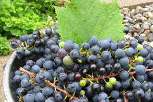 Već počela berba grožđa: merlot po 8, a plavina 5,5 kn