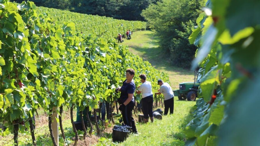 Odlična berba i izvozni optimizam