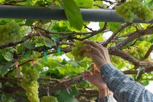 Povećana proizvodnja vina u Francuskoj