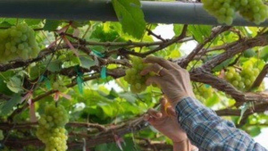 Povećana proizvodnja vina u Francuskoj