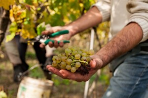 Kroničan manjak radne snage, tisuću sezonaca nedostaje samo za vinogradarske poslove