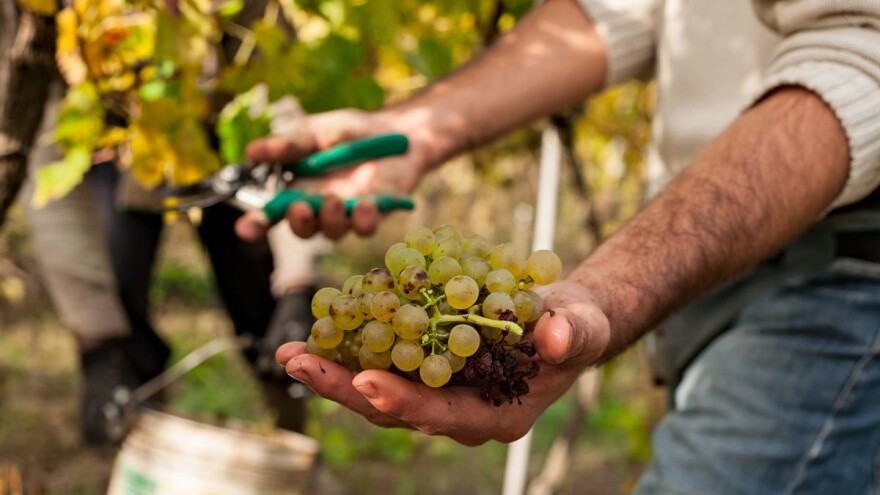 Kroničan manjak radne snage, tisuću sezonaca nedostaje samo za vinogradarske poslove