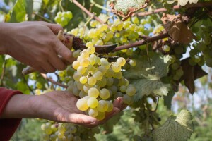 Krajem mjeseca počinje berba grožđa - vinari očekuju vrhunski kvalitet