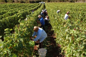 Odlična vinogradarska sezona - vinogradari teško pronalazili berače