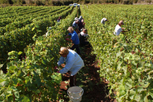 Odlična vinogradarska sezona - vinogradari teško pronalazili berače