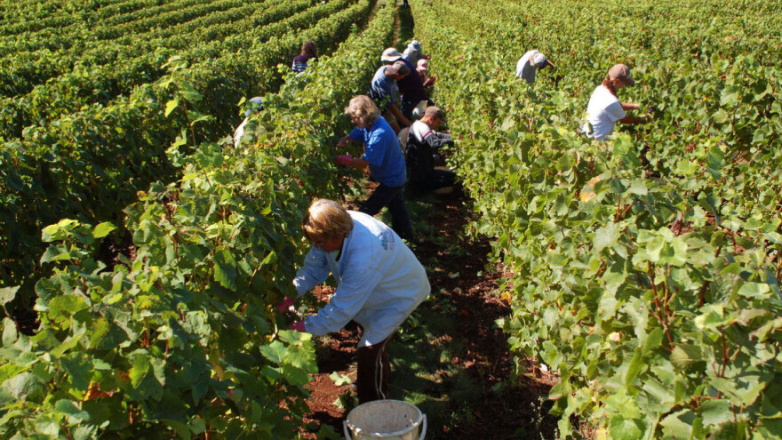 Odlična vinogradarska sezona - vinogradari teško pronalazili berače