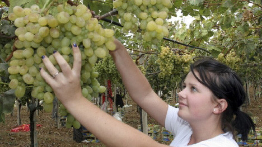 Bralino grožđe na policama Konzuma